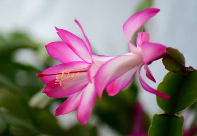 Schlumbergera - christmas cactus care