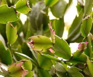 Schlumbergera care