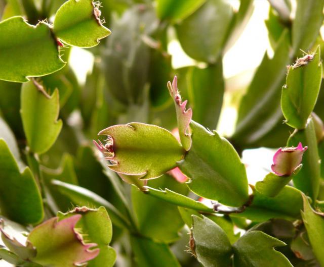 Schlumbergera care