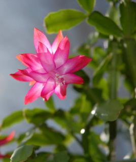 Schlumbergera flower