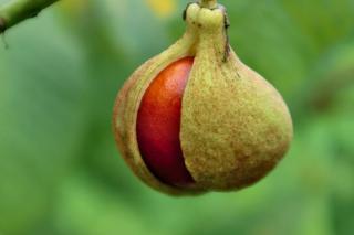 Bottlebrush buckeye also has fruits like conkers