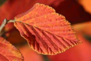 Single red witch hazel leaf