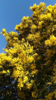 Tall mimosa tree