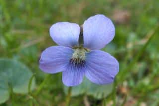 Viola cornuta vs pansy