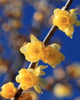 Delicately unfurled yellow wintersweet blooms along a branch, with hazy branches and blue sky in the background.