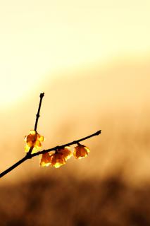 Wintersweet sunset