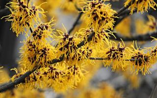 A branch of blooming witch-hazel with flowers made of yellow strands.