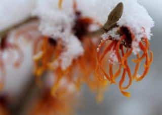 Witch-hazel care