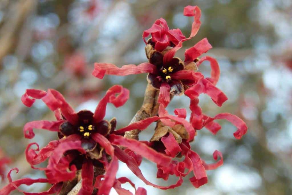 Health benefits of witch hazel