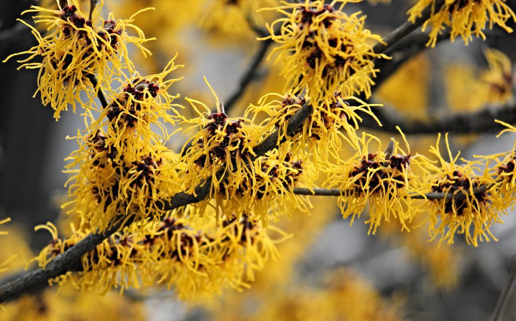 Witch-hazel