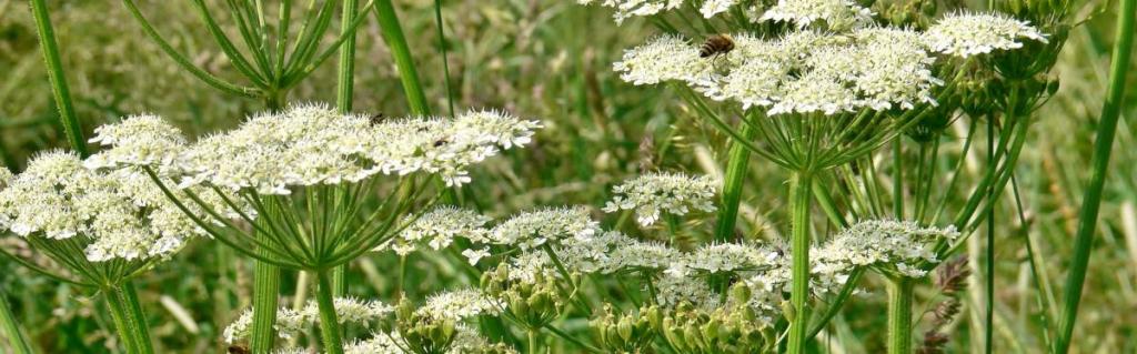 Field with yarrow