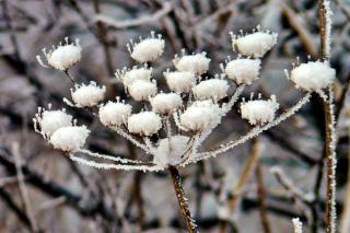 Winter care of yarrow