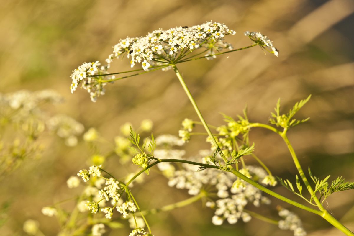 Yarrow