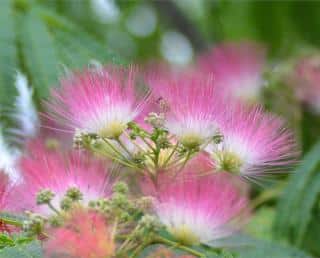 Albizia flowers
