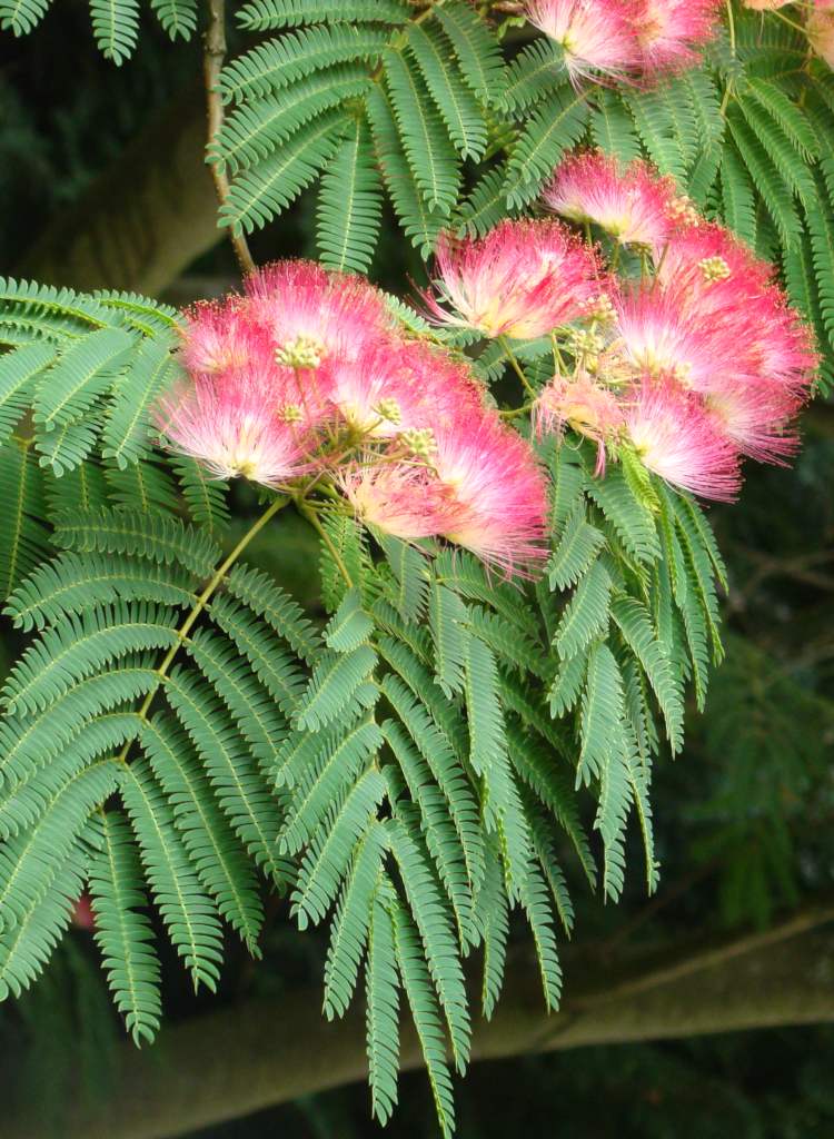 Albizia tree, the silk tree, white-pink blooms on mimosa-like leaves.