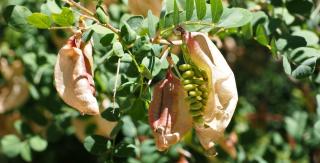 Mature seed pods
