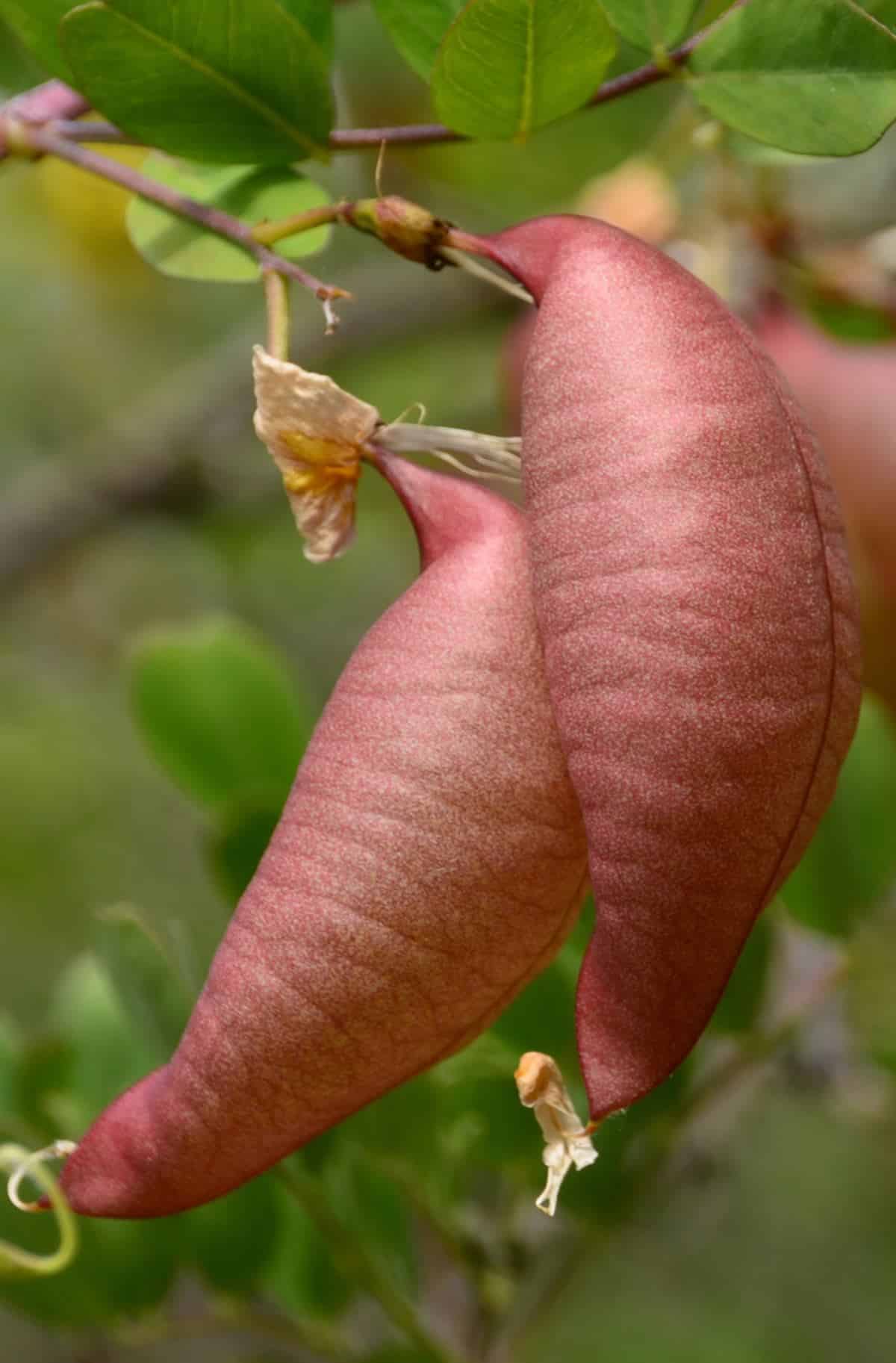 Bladder-senna fruits, light pink balloons