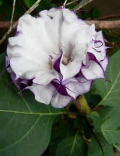 Datura flower, double or triple, with white and purple petals
