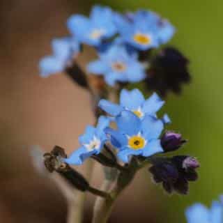 Caring for forget-me-not