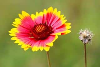 Gaillardia, the blanket flower, with an older flower gone to seed