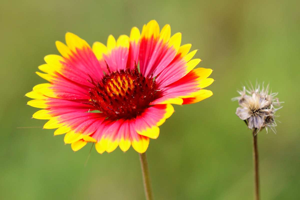gaillardia - planting, sowing and advice on caring for it