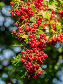Bountiful branch of red hawthorn berries.