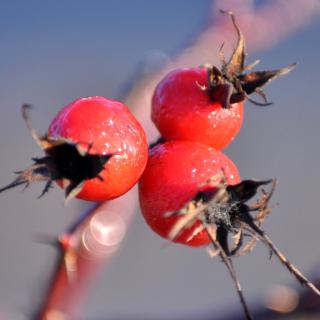 Health benefits of hawthorn, three berries on a branch.