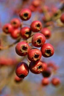 Hawthorn berries