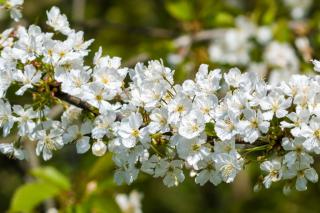 Hawthorn flowers ready for harvest