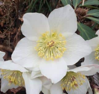 White hellebore bloom facing upwards.