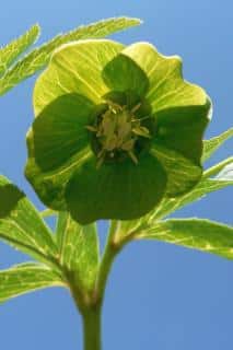 Hellebore, a green variety