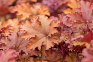 Heuchera planting