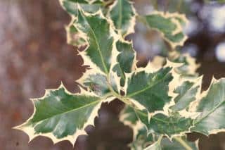 Holly leaves, variegated