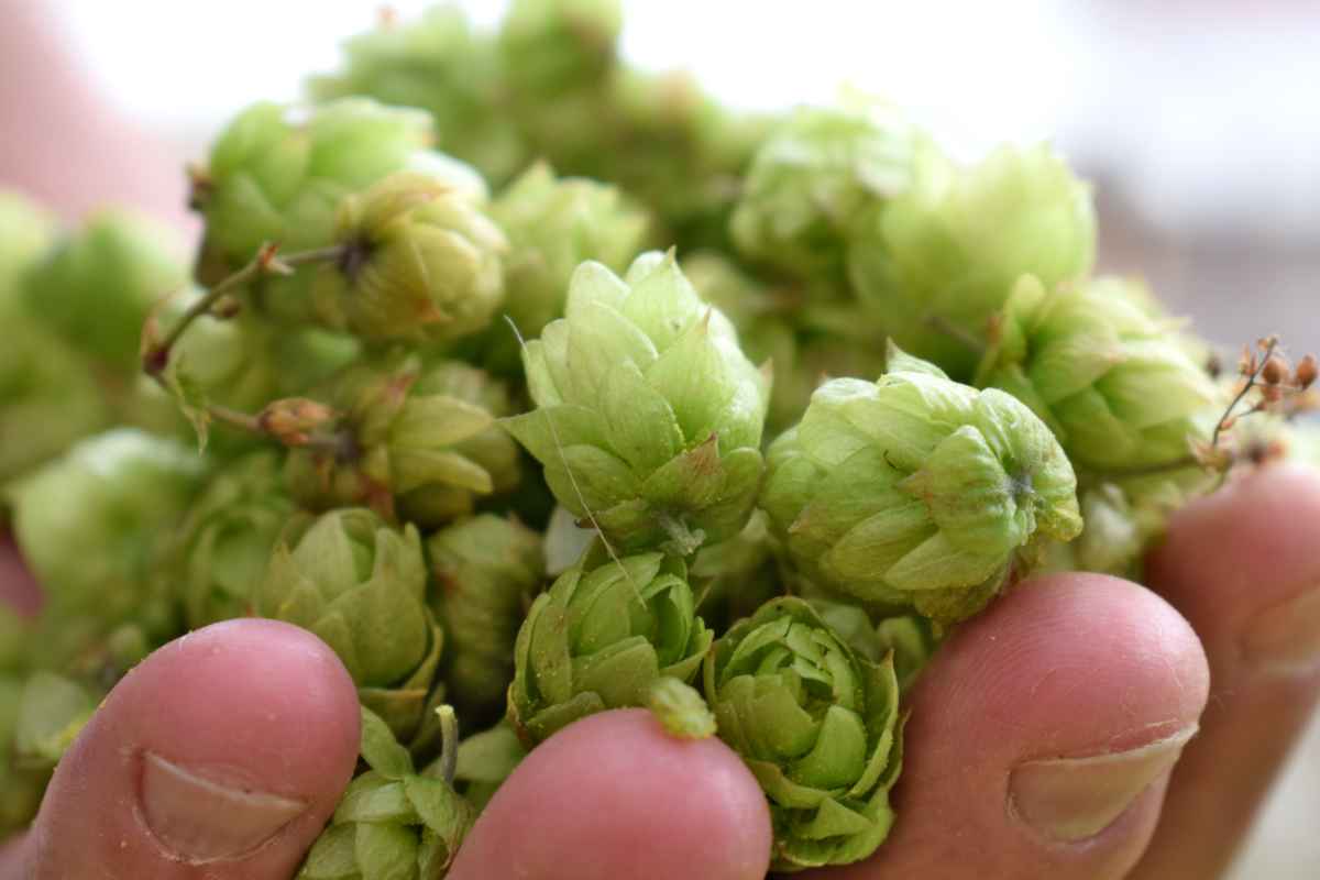 Health benefits of hops