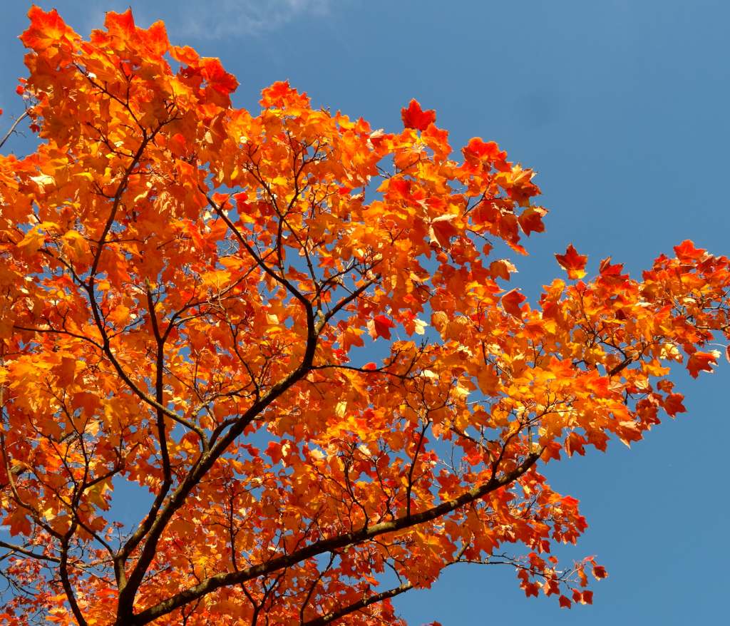 Red-orange leaves of the maple tree against a blue sky.