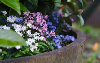 Three forget-me-not varieties in different colors.