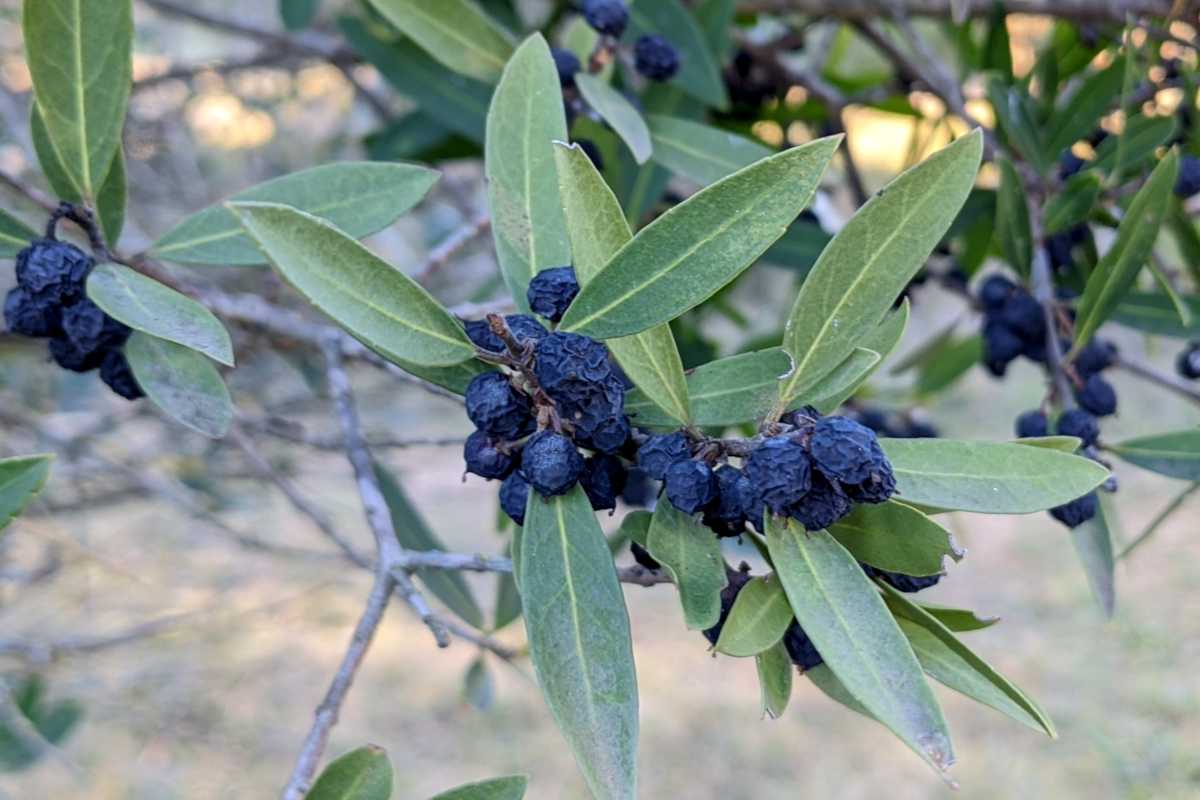 Phillyrea shrub with fruits on it