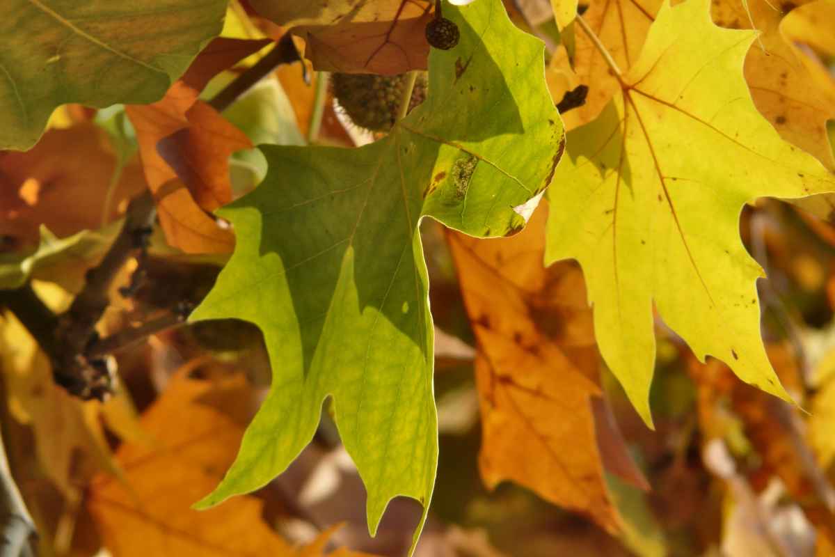 Plane tree leaves