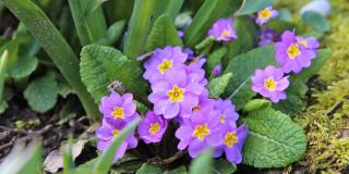 Primrose planted along an edge, blooming purple