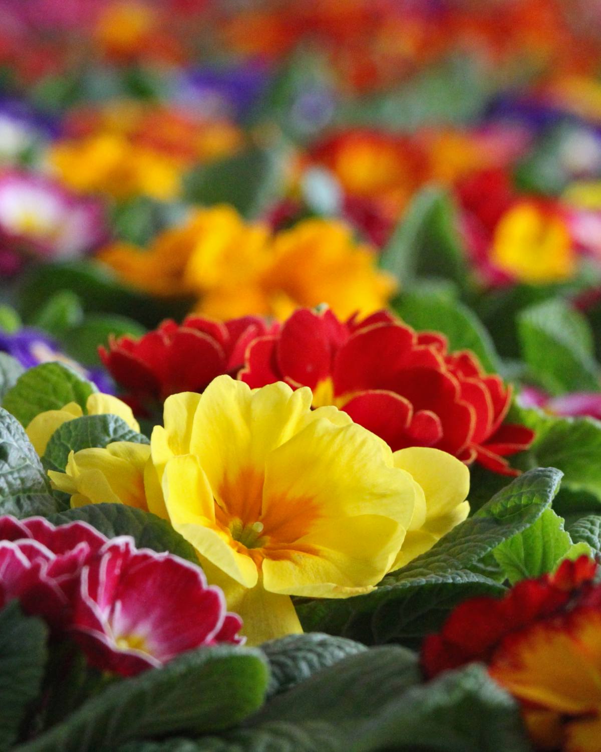 Endless view of bright-colored primroses with a yellow one in the forefront