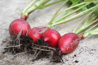 Radish health benefits