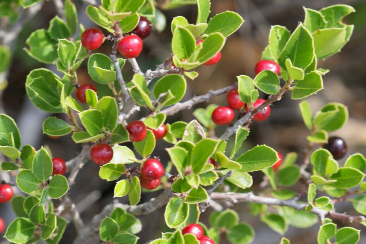 Red berries dot this rhamnus alaternus or mediterranean buckthorn