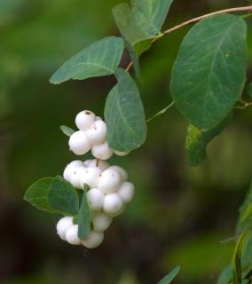 Snowberry pearls with a few leaves on a twig.