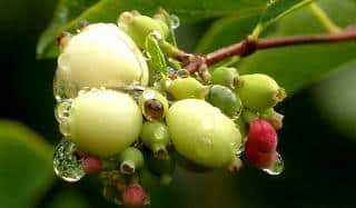 Symphoricarpos fruits forming.