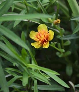 Tarragon leaves with a golden yellow flower blooming.