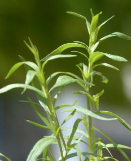 Healthy tarragon sprigs shooting up against a hazy background.