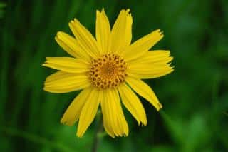Single arnica flower against a green background