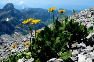 Arnica health benefits