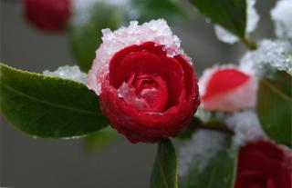 Snow covers a blood red camellia flower opening up.