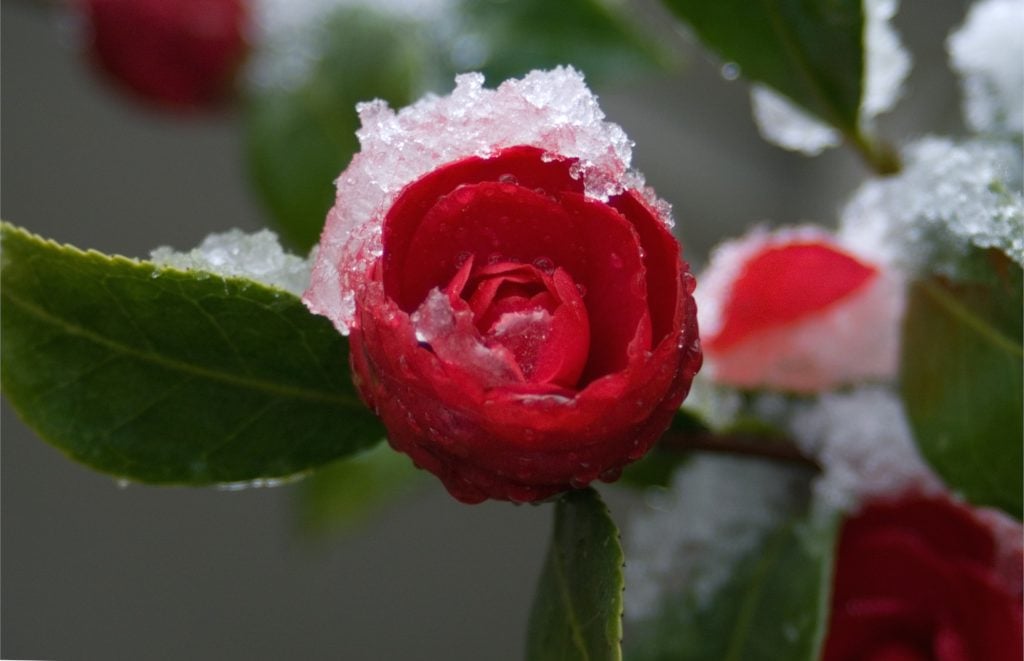 Snow covers a blood red camellia flower opening up.